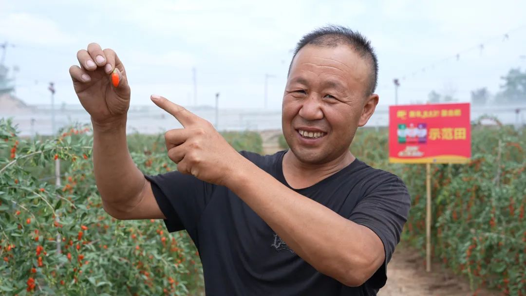 鮮枸杞用了美豐肥畝產(chǎn)超2000斤